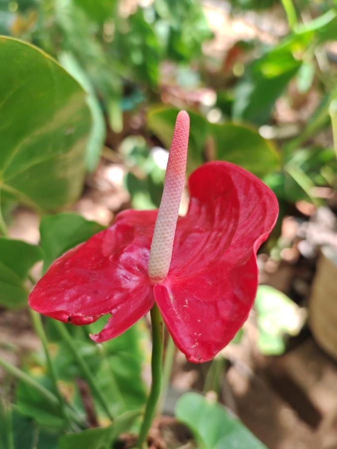Sigiriya Paradise Treehouse מראה חיצוני תמונה