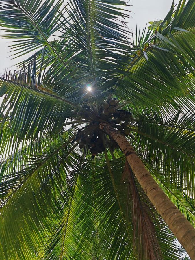 Sigiriya Paradise Treehouse מראה חיצוני תמונה